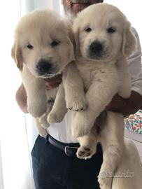 Cuccioli Golden Retriever subito disponibili