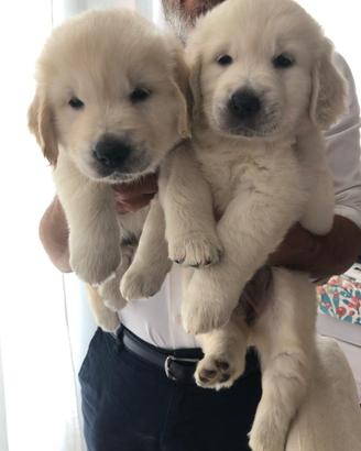 Cuccioli Golden Retriever subito disponibili