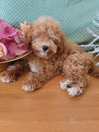 Cane barboncino