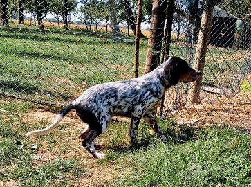 Cucciolo setter inglese