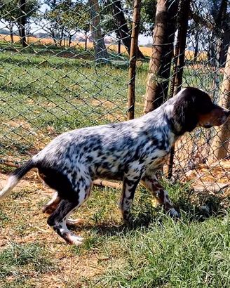 Cucciolo setter inglese