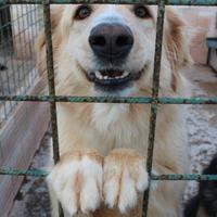 KIMMY 4 ANNI SIMIL GOLDEN taglia media