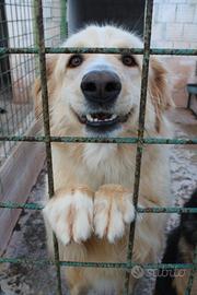 KIMMY 4 ANNI SIMIL GOLDEN taglia media