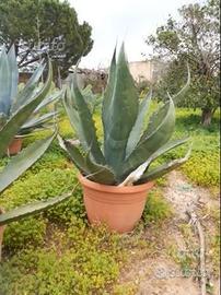 Piante grasse siciliane agave americana gigante