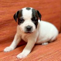 Staffordshire bull terrier
