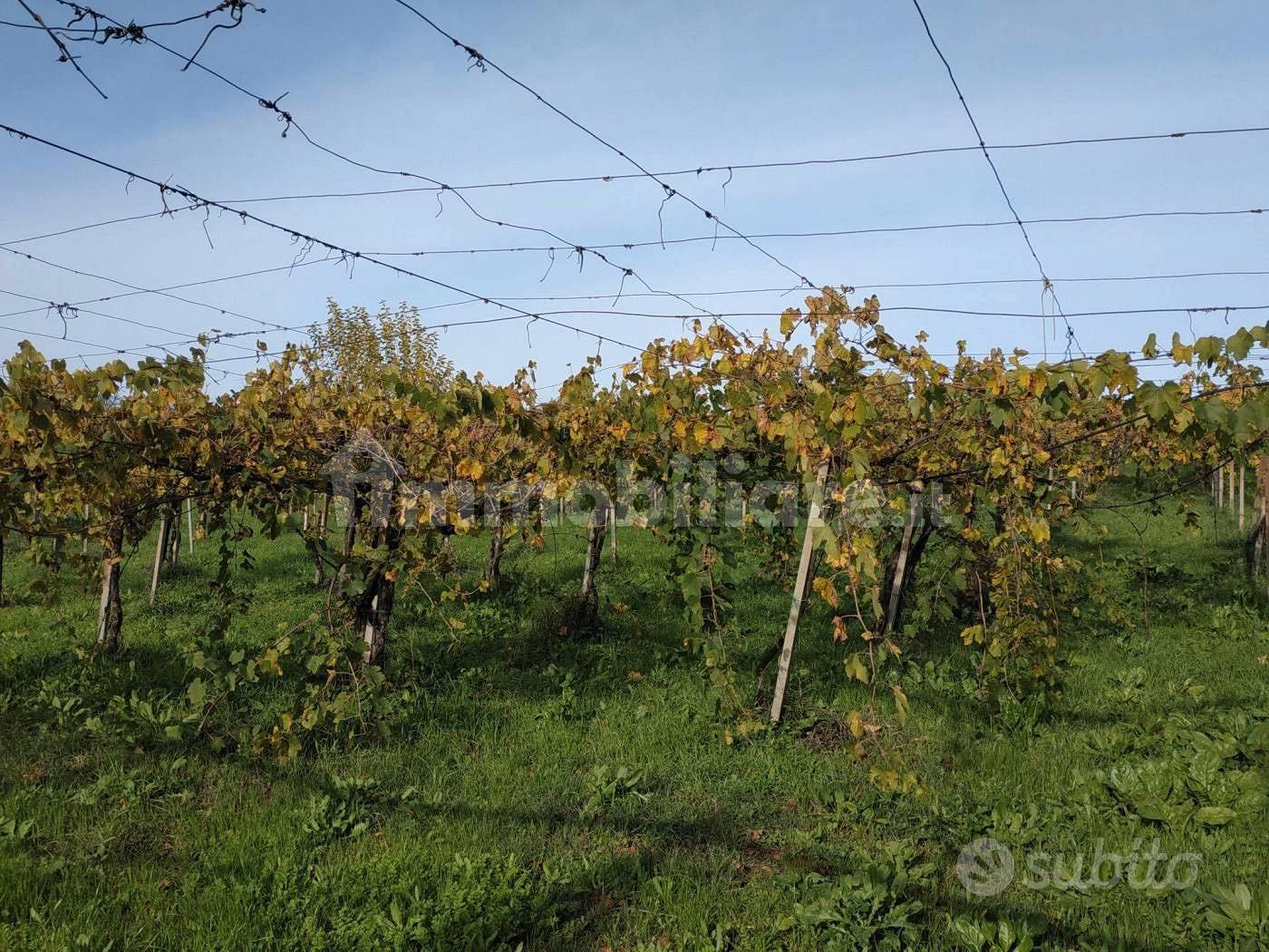 Terreno con vigneto, uliveto e pozzo e magazzino - Vista 6