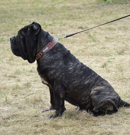 Mastino Napoletano