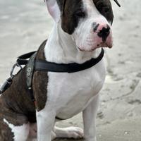 Cane per accoppiamento