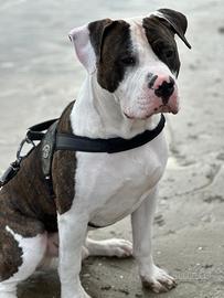 Cane per accoppiamento