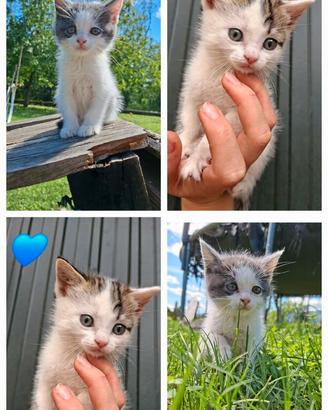 Strepitosi gattini?