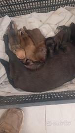  cuccioli pincher 