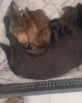  cuccioli pincher 