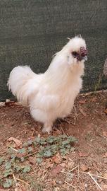 Gallo ornamentale