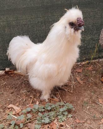Gallo ornamentale