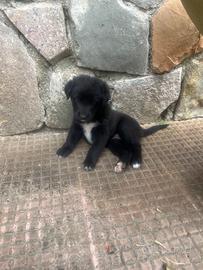Cuccioli.Mamma maremmano. Neri a macchie bianche