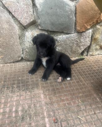 Cuccioli.Mamma maremmano. Neri a macchie bianche