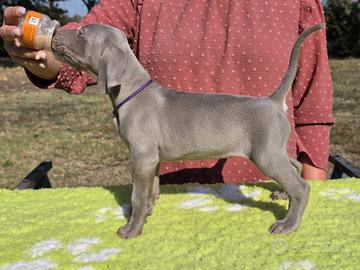 cuccioli weimaraner