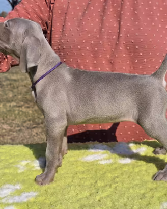 cuccioli weimaraner