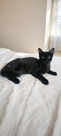 Gattino nero dolcissimo