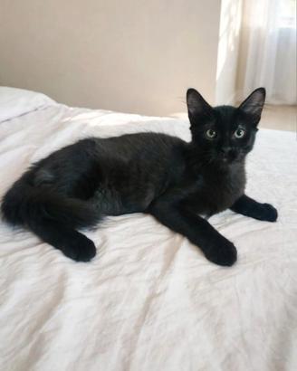 Gattino nero dolcissimo