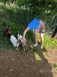 Coppia di Capre Tibetane