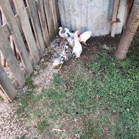 Galline/galli chabo Nagasaki