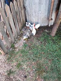 Galline/galli chabo Nagasaki