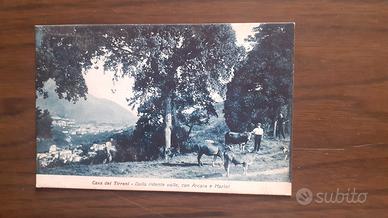 cartoline 