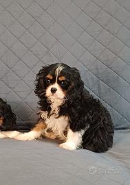 Cavalier king con Pedigree Enci e certificazioni