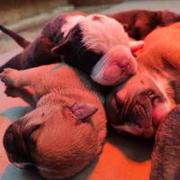 Cuccioli di Continental Bulldog ENCI/FCI