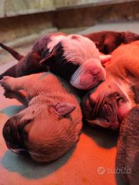 Cuccioli di Continental Bulldog ENCI/FCI