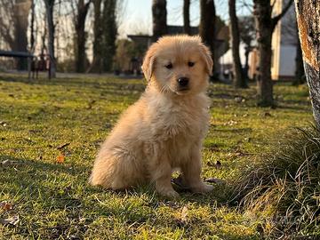 Cucciola Golden Retriever