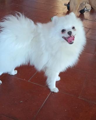 Spitz Pomerania maschio