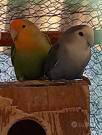 Coppia di inseparabili