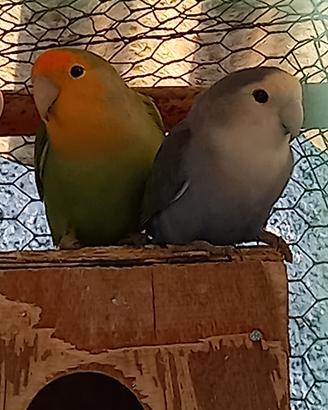 Coppia di inseparabili