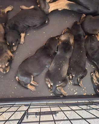 cuccioli con pedigree enci 