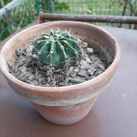 Pianta grassa Echinopsis