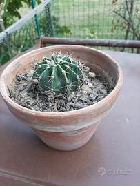 Pianta grassa Echinopsis