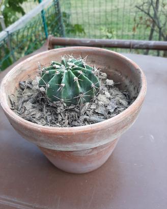 Pianta grassa Echinopsis