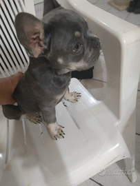 Cucciolo bulldog francese