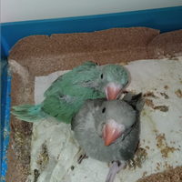 Parrocchetto dal collare allevato a mano