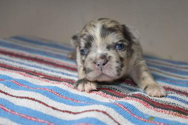 Bulldog francese merle