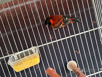 Cardinalini del venuezuela