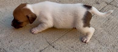 Cuccioli di jack Russell