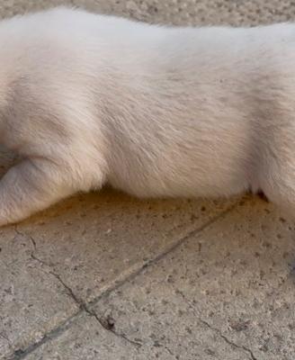 Cuccioli di jack Russell