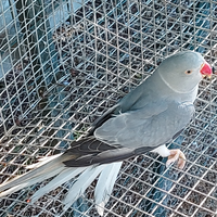 Parrocchetto dal collare cleartail