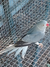 Parrocchetto dal collare cleartail