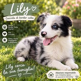 Cucciola border collie