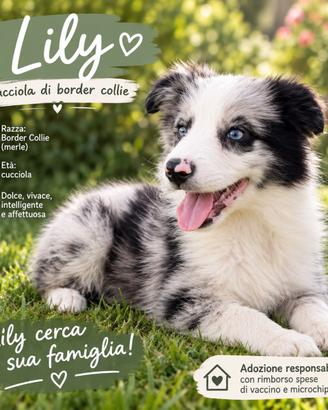 Cucciola border collie