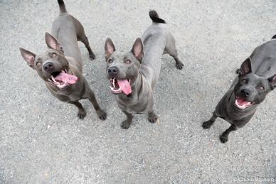 Animali - cane THAI RIDGEBACK